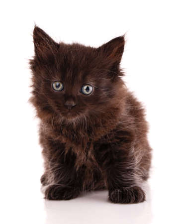 Black small cat with long fur sits on a white background and looks around.の写真素材