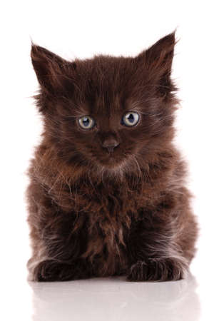 Black kitten with long fur sits on a white background and looks straight into the camera.の写真素材