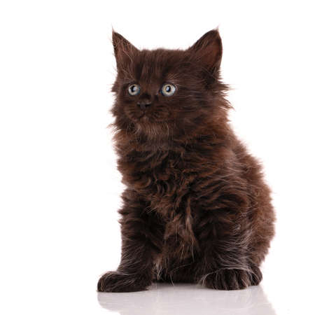 Black small cat with long fur sits on a white background and looks around.の写真素材