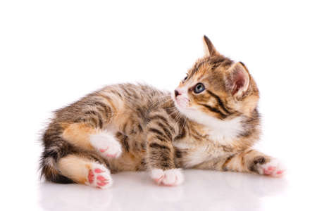 Kitten with beautiful fur lies on a white background and looks to the side. Side view.の写真素材