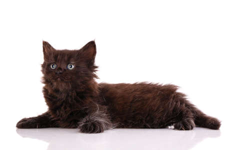 Black kitten lies in the studio on a white background and looks up. Side view.の写真素材