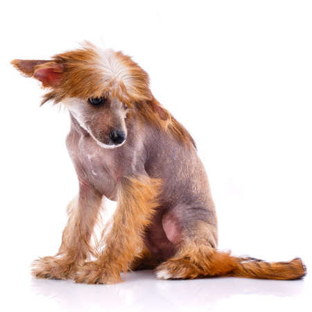 Chinese Crested Dog sitting on white background and looks down.の写真素材
