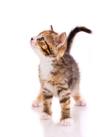 Tricolor kitten stands and looks up with interest on a white background.の写真素材