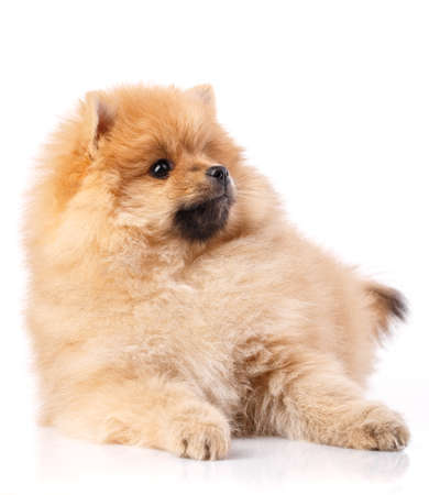 Portrait of a lying Pomeranian Spitz dog on a white background. Studio portrait of fluffy puppy.の写真素材