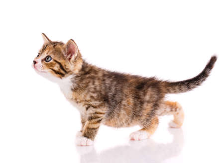 Striped kitten stands on a white background. Side view.の写真素材