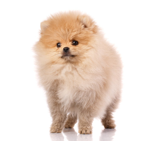 Lovely pomeranian puppy in studio on white background. Cute dog posing in front of the photographer's camera.の写真素材