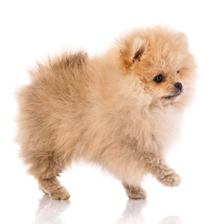 Miniature Pomeranian Spitz puppy standing on white background. Side view.の写真素材