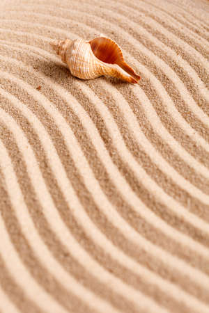 Yellow sand beach. Tropical seaside concept. Beautiful seashell on beach. Exotic island vacation. Banner template with place for text. Top view.の写真素材