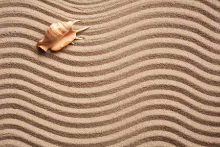 Background of seashell on sand. Wavy sand texture with place for text. Top view. Banner template.の写真素材