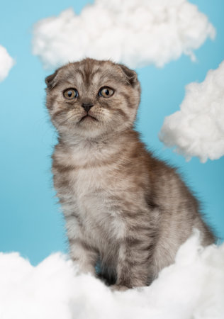 Portrait of a proud striped Scottish kitten of dark color on a blue background.の写真素材