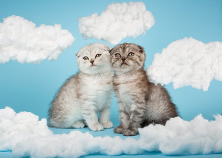 Two striped kitten of Scottish breed sitting on a blue background among the clouds.の写真素材