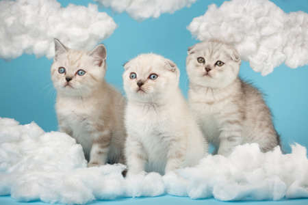 Short-haired Scottish kittens of light beige color sit among the cotton clouds.の写真素材