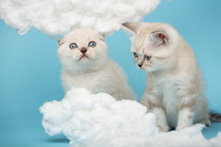 Scottish kittens with great interest looking at cotton clouds on a blue background.の写真素材
