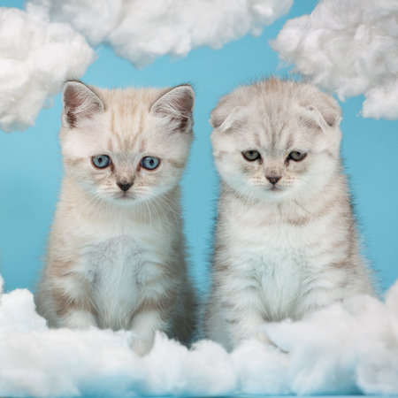 Two Scottish kittens look very funny at a cloud made of cotton.の写真素材