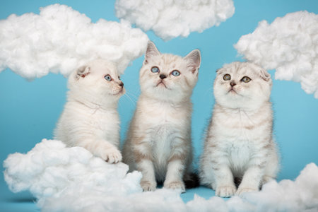 Three small cats sitting on a blue background with cotton clouds around.の写真素材