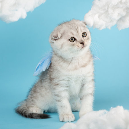 Adorable little kitten with blue feathery wings among the white clouds.の写真素材