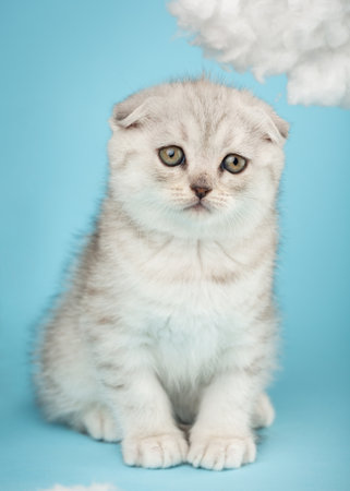 Close up portrait of a small playful scottish kitten on a blue background.の写真素材