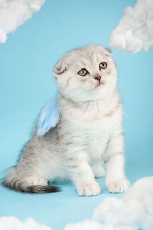 Angel shaped scottish kitten with blue little wings sits on a blue sky background among clouds.の写真素材