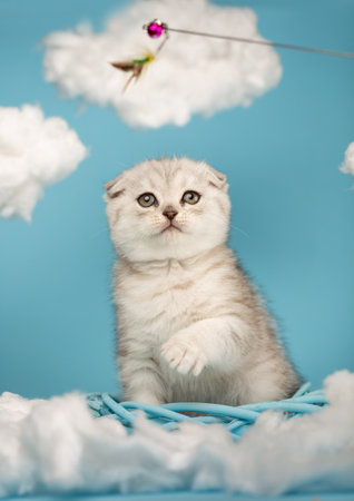 Scottish fold kitten sits in the middle of a wicker wreath and tries to catch a toy with its paw.の写真素材
