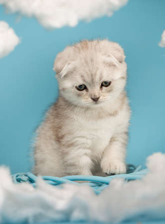 Kitten who wants to play sits and watches a toy on a blue background.の写真素材