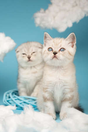 Portrait of a Scottish kitten with blue eyes on the background of another cat with closed eyes.の写真素材