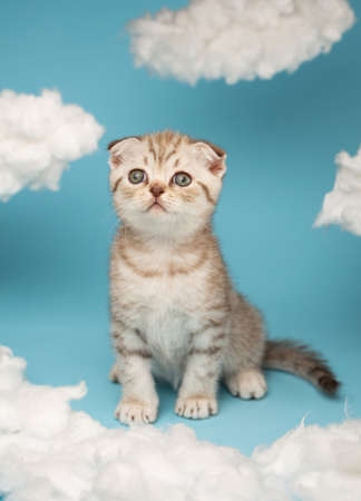 Portrait of a lovely fluffy Scottish kitten on a blue background.の写真素材