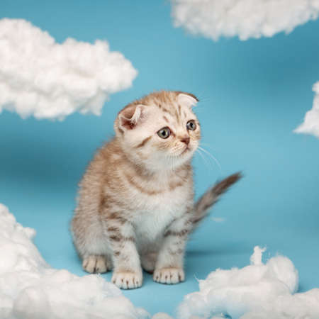 Scottish kitten playing between clouds made of cotton on a blue background.の写真素材