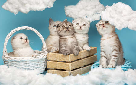 Row of various Scottish kittens looking up and funny sitting in a wooden box and wicker basket.の写真素材