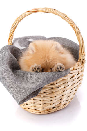 Playful dog of the Pomeranian Spitz breed hides in a wicker basket. Shooting on a white background.の写真素材
