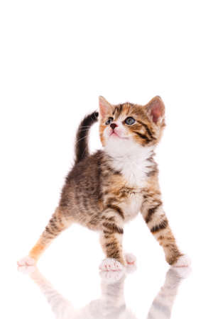 One short haired baby cat on white background. Shooting homeless animals in the studio. Home search concept for animals.の写真素材