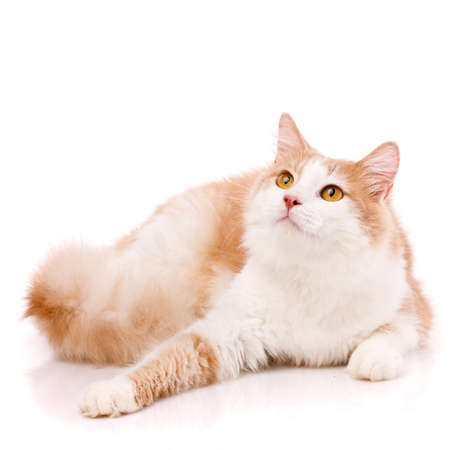 Satisfied domestic cat with light fur and yellow eyes lies on a white background with an outstretched paw and looks up. Cat for food advertising. Playful pet close up.の写真素材
