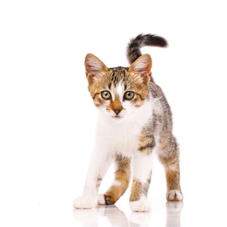 Portrait of a young little tricolor kitten with yellow eyes standing on a white background and...