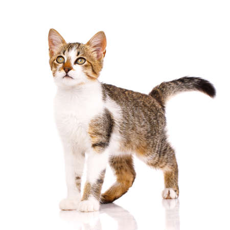 Beautiful domestic kitten with white, brown and gray fur proudly stands on a white background and looks up with yellow eyes. Concept template for website or banner, article about kittens.の写真素材