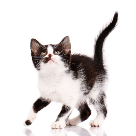 Very small playful black and white kitten is going to jump up on a white background. Kitten looks closely watching the target.の写真素材