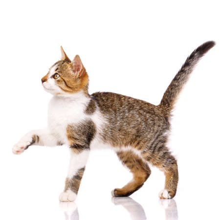 Cute domestic shorthair kitten stands sideways on a white background with raised paw and looks up. Adorable domestic pets. Isolated.の写真素材
