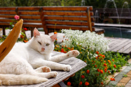 Portrait of an adult white street cat lying on a wooden bench and basking in the sun on the background of a fountain in the park. Selective focus. Blurred background.の写真素材