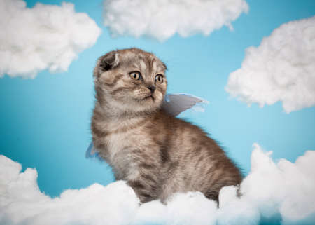 Cute charming angel shaped scottish kitten with purple little wings sits on a blue sky background among white clouds. Portrait of lovely dark gray striped fluffy cat.の写真素材