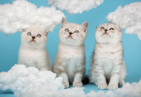 Scottish light gray striped kittens raised their heads and looked up against the sky with white fluffy clouds. Portrait of purebred cats. Photo collection.の写真素材