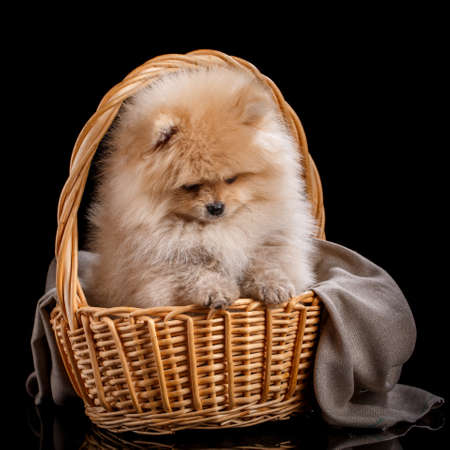 Lovely Pomeranian Spitz inside a wicker basket. Shooting pets in photo studio on black background.の写真素材