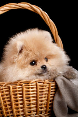 Lovely Pomeranian Spitz inside a wicker basket. Shooting pets in photo studio on black background.の写真素材