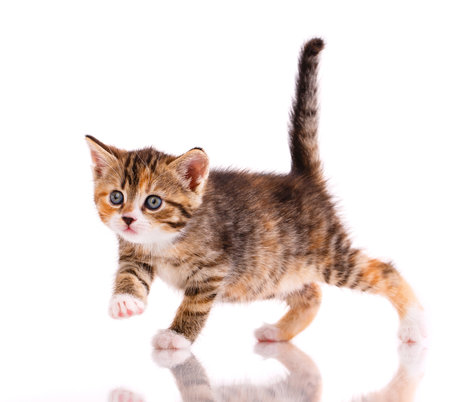 One short haired baby cat on white background. Shooting homeless animals in the studio. Home search concept for animals.の写真素材