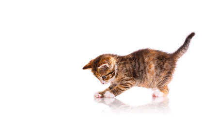 Playful tricolor kitten on a white background. Playful tricolor kitten on a white background. Pets concept.の写真素材
