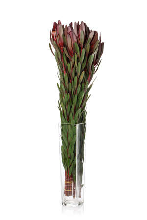 Green branches for a flower arrangement in a tall glass vase on a white background. Creative element for a bouquet.の写真素材