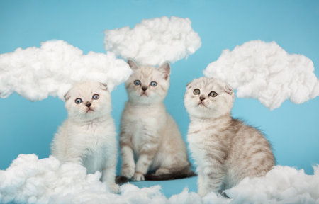 Three short-haired milk-colored Scottish kittens do not understand what is happening and look at something with interest. Blue sky background with cotton clouds around. Selective focus.の写真素材