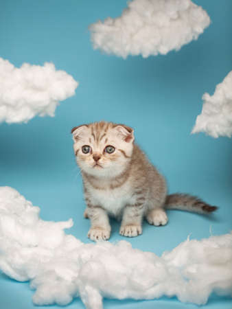 Playful and focused striped light brown Scottish kitten with green eyes sits between the clouds on a blue background and is about to attack and play. Sky background with many white fluffy clouds.の写真素材