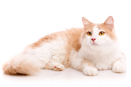 Big with light wool lazily lying on a white background.の写真素材