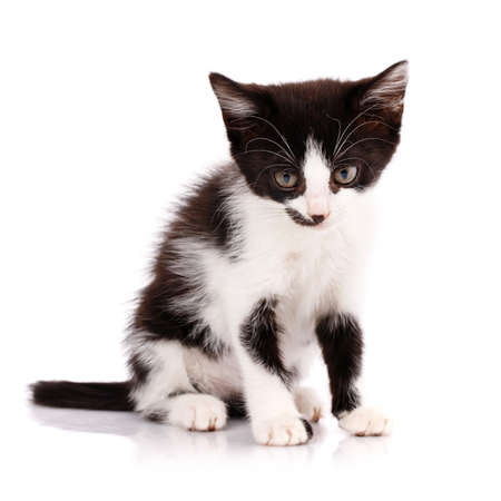 Tired black and white kitten sitting on a white background.の写真素材