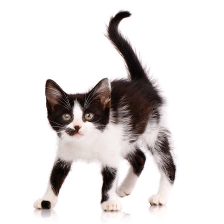 Portrait of a playful focused black and white kitten who wants to attack. Isolated on a white background.の写真素材