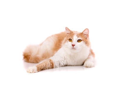 Adult cat with a plush light beige and white coat of fur with yellow eyes lies in funny poses on a white background. Photo collection. Friendly pet.の写真素材