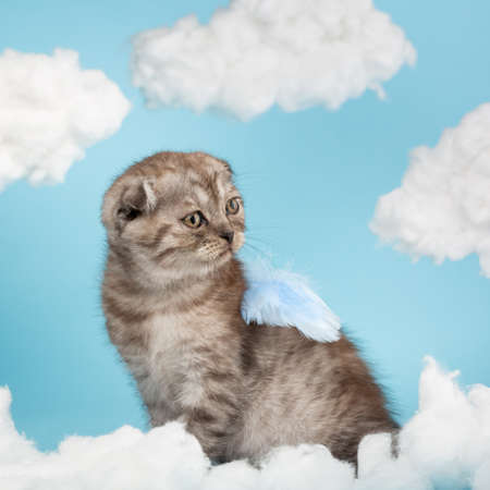 Beautiful striped purebred Scottish cat of dark gray color sits in the form of an angel or cupid on a celestial background. Kitten poses between the clouds with blue feathery wings on its back.の写真素材